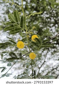 This image features the yellow, globular flower heads of the Acacia farnesiana, commonly known as the Sweet Acacia or Mimosa bush.