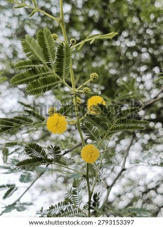 This image features the yellow, globular flower heads of the Acacia farnesiana, commonly known as the Sweet Acacia or Mimosa bush.
