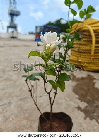 This image features a young Arabian Jasmine plant (Jasminum sambac), widely known in India as Mogra. 