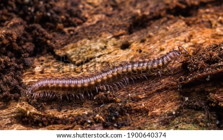 This is an image of a Flat-Backed Millipede (Polydesmus angustus). It was found underneath some decaying wood in a damp environment in a wooded area.