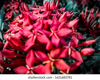 This image is a flower called needle flower.