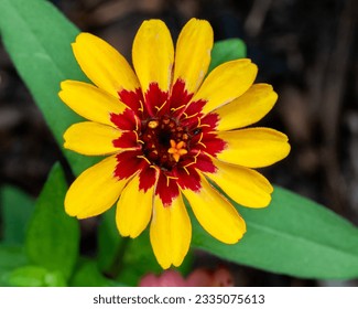 This is an image of a flower known as 