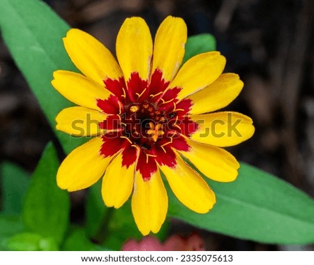 This is an image of a flower known as 