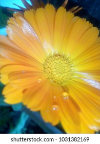 this image is flower type