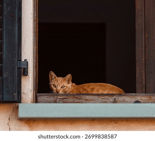 This image frames a small ginger tabby cat resting on a window sill, looking directly at the camera with intense, bright yellow-orange eyes. The cat's warm-colored body is positioned horizontally in t