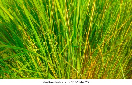 This Is Image Of Grass