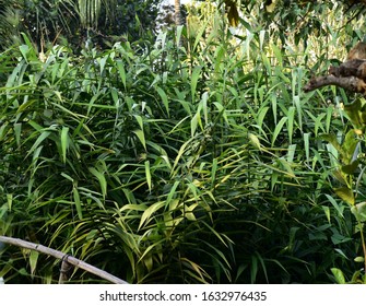 This Is An Image Of Grass Broom Plant Or Tiger Grass Plant 