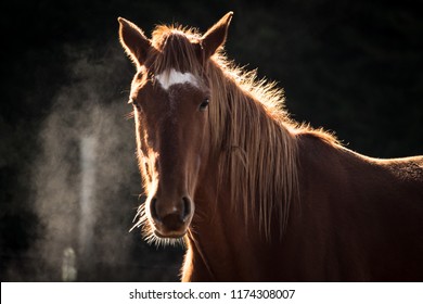 This is an image of horse with beautiful light from setting sun. The light and shadow produced a very dimensional look.  Horses are the most majestic and gentle animal on earth.