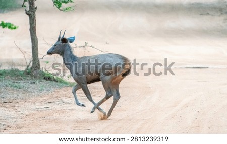 This image likely features a female Sambar deer (Rusa unicolor), the largest deer species found in Sri Lanka.