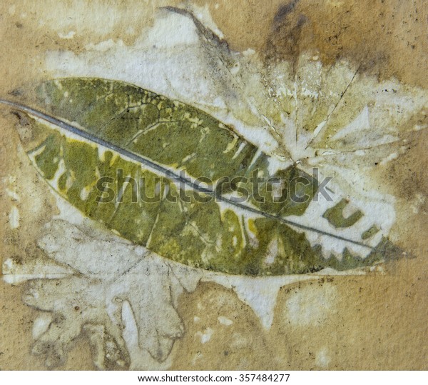 This is an image of a naturally printed leaf\
transfer which are done by using Eco-Printing.  The process uses\
the actual leaf, dipped with iron water and boiled in various types\
of natural dye water.