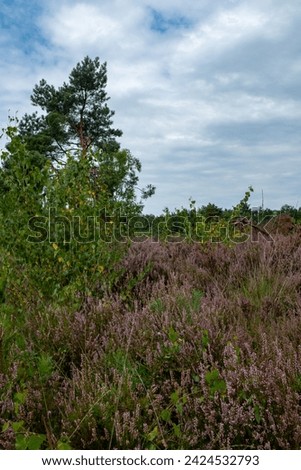 This image portrays a natural heather field, rich with purple blooms, under the expansive cover of a cloudy sky. The varied vegetation, including prominent pine trees, adds depth and layers to the