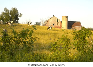 This image portrays a tranquil rural farm landscape bathed in warm, golden sunlight. In the middle distance, several black-and-white dairy cows graze across a gently sloping pasture covered with tall green and golden grasses. The cows are dispersed throughout the field, contributing to the peaceful agricultural setting.

A weathered red wooden barn stands prominently near the center-right of the image. Adjacent to the barn is a tall concrete silo, a common feature of dairy farms used for storing feed. The barn's aged wooden siding and metal roof give it a rustic, traditional appearance that reflects the character of a working farm.

In the foreground, a wire fence and leafy green shrubs frame the scene, adding depth and a natural border. Mature trees rise behind the pasture and barn, their foliage illuminated by the low-angle sunlight.

The sky is clear and bright, providing a clean backdrop that emphasizes the warm colors of the grass, the barn, and the surrounding vegetation. The lighting suggests either early morning or late afternoon, creating soft shadows and enhancing the pastoral atmosphere.