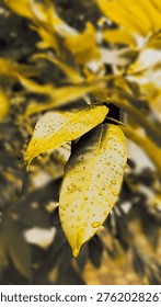 This image presents a close-up of two elegant leaves covered with sparkling water droplets, captured after rainfall. The leaves are uniquely highlighted with a warm yellow tone, giving the scene a golden, artistic atmosphere. Each droplet reflects light beautifully, emphasizing freshness, calmness, and the beauty of nature. The background is softly blurred, drawing attention to the detailed texture and smooth surface of the leaves in the foreground. This photograph conveys a sense of tranquility and renewal, symbolizing growth and natural harmony. The golden color filter adds a creative and aesthetic touch, making the image feel warm, vibrant, and visually striking.

#nature #goldenleaves #raindrops #leafphotography #naturelovers #freshness #afterrain #macro #plantlife #yellowtone #naturalbeauty #calm #peaceful #garden #aesthetic
