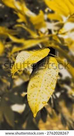 This image presents a close-up of two elegant leaves covered with sparkling water droplets, captured after rainfall. The leaves are uniquely highlighted with a warm yellow tone, giving the scene a golden, artistic atmosphere. Each droplet reflects light beautifully, emphasizing freshness, calmness, and the beauty of nature. The background is softly blurred, drawing attention to the detailed texture and smooth surface of the leaves in the foreground. This photograph conveys a sense of tranquility and renewal, symbolizing growth and natural harmony. The golden color filter adds a creative and aesthetic touch, making the image feel warm, vibrant, and visually striking.

#nature #goldenleaves #raindrops #leafphotography #naturelovers #freshness #afterrain #macro #plantlife #yellowtone #naturalbeauty #calm #peaceful #garden #aesthetic
