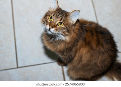 This image presents a closeup view of an adorable cat that has striking yellow eyes gazing intently at the camera lens
