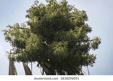 This image presents a low-angle view highlighting the crown of a large palm tree heavily laden with fruit. The bright sky in the background, featuring wispy clouds, creates a striking contrast with the deep green of the tree's foliage. Key Visual Characteristics: Abundant Fruit Clusters: The tree's crown is filled with massive, stacked clusters of, dominating the upper field of view. Unripe Fruit Texture: Small, round fruits are densely packed along their stalks, displaying a fresh green hue that indicates an early growth or ripening stage. Supporting Trunk and Leaf Structure: Beneath the dense fruit clusters, the bases of leaf stalks and several tapering palm fronds are visible, hanging downwards and supporting the heavy load of. Natural Composition: Natural side-lighting accentuates the texture of individual and the intricate network of stalks, creating a vivid, lush, and organic visual impression.