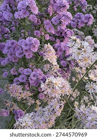 This image presents a lush cluster of delicate blossoms in varying shades of lavender, lilac, and soft blush. The frame is filled with layered petals radiating outward from golden-yellow centers, creating a rich tapestry of color and texture. Each bloom displays fine, slender petals arranged in circular symmetry, forming starburst-like shapes that add visual energy and refinement. The density of the flowers produces a vibrant yet harmonious composition that feels alive and abundant.
Subtle tonal variation distinguishes the blossoms: deeper violet hues recede into the background while paler pink tones emerge in the foreground, enhancing depth and dimension. Slender green stems intersect diagonally throughout the scene, providing contrast and structure among the soft petals. Narrow leaves with pointed tips weave through the floral clusters, adding sharp linear accents that balance the rounded forms of the blooms.
Natural light illuminates the arrangement evenly, revealing intricate botanical details without harsh shadows. The gentle interplay between light and color accentuates the velvety surfaces and intricate centers, drawing attention to the delicate anatomy of each flower. The overall palette conveys freshness and seasonal transition, suggesting late summer or early autumn when many garden varieties reach their peak display.
The photograph communicates vitality, growth, and ornamental elegance. Its close-up perspective immerses the viewer in a botanical landscape, eliminating distractions and focusing entirely on texture, pattern, and chromatic harmony. The abundance of blossoms symbolizes prosperity and natural richness, while the soft color scheme evokes calmness and aesthetic refinement.
Ideal for themes involving gardening, horticulture, floral design, environmental appreciation, wellness imagery, seasonal backgrounds, decorative prints, greeting cards, website headers, or lifestyle branding, this visual offers versatility for commercial and editorial applications. The intricate petal formations and comple