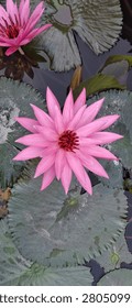 This image presents an overhead, centered view of a vibrant pink lotus in full bloom, resting on the surface of a dark pond. The flower's many pointed petals radiate outwards in concentric layers, creating a star-like shape. The center of the bloom features a complex structure of dark red and purple stamens, providing a deep color contrast to the petals.
​The lotus is nestled among numerous large, dark green, textured pads that cover most of the frame's surface, floating alongside the flower. Some of the pads show spots and slight variations in color, adding a natural, organic feel. In the upper left corner, a partially visible, smaller pink lotus bloom, tilted slightly towards the left, adds depth to the composition. The dark, reflective surface serves as the background, with subtle ripples and reflections visible between the pads. The lighting is soft and diffused, typical of an overcast day, highlighting the delicate textures of the petals and the detailed veining of the pads. The focus is sharp on the central bloom, rendering its details with clarity.