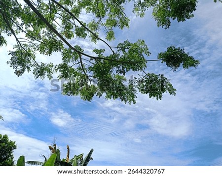 This image prominently features the foliage of a tree, specifically identified as Mindi kecil (White Cedar or Chinaberry). 