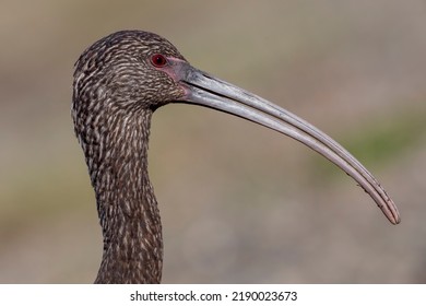 This image show the head details of an immature white-faced ibis.  The bird's size, shape, and unique beak easily identifies it as a member of the ibis family. - Shutterstock ID 2190023673