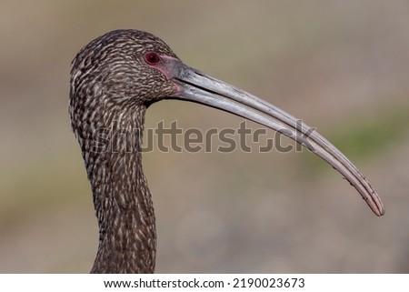This image show the head details of an immature white-faced ibis.  The bird's size, shape, and unique beak easily identifies it as a member of the ibis family.