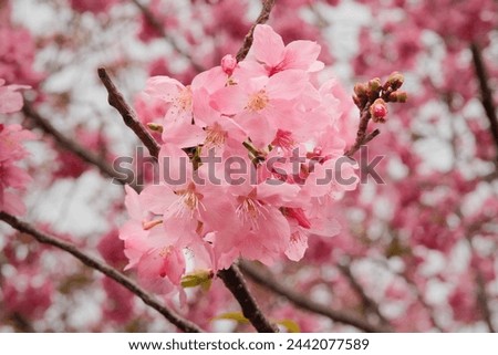 This image showcases cherry blossoms, delicate pink or white flowers that bloom from cherry trees during the spring season. Known for their ephemeral beauty and cultural significance, cherry blossoms 