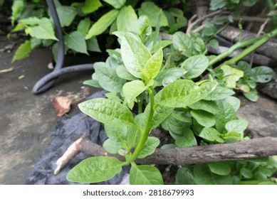 This image showcases a close-up view of lush, green artichoke leaves with a prominent central bud, which appears to be a developing flower. The leaves are broad, slightly textured, and display a rich, verdant hue. The background is blurred, focusing attention on the intricate details of the foliage and the emerging flower, which hints at the plant's potential to bloom. The lighting highlights the natural contours and veins of the leaves, giving a sense of freshness and vitality to the plant.