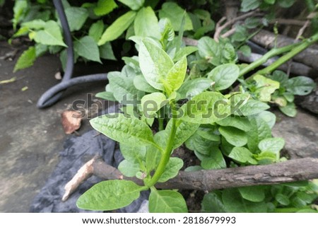 This image showcases a close-up view of lush, green artichoke leaves with a prominent central bud, which appears to be a developing flower. The leaves are broad, slightly textured, and display a rich, verdant hue. The background is blurred, focusing attention on the intricate details of the foliage and the emerging flower, which hints at the plant's potential to bloom. The lighting highlights the natural contours and veins of the leaves, giving a sense of freshness and vitality to the plant.