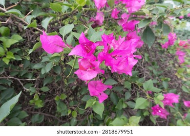 This image showcases a dense cluster of bright pink bougainvillea flowers in full bloom. The flowers are surrounded by rich, dark green leaves, creating a striking contrast. The bougainvillea appears healthy and thriving, with clusters of papery bracts that are characteristic of the species. The background is filled with various shades of green, suggesting a lush, natural environment, possibly a garden or a tropical setting. The overall scene is vibrant and visually appealing, highlighting the natural beauty of these flowers.