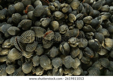 This image showcases a dense cluster of fresh blood cockles (Anadara granosa), characterized by their dark, ridged shells and slightly open edges revealing a hint of red flesh inside.