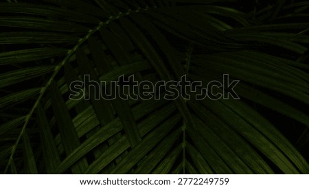 This image showcases dramatic low-light composition of dark green palm leaves crisscrossing in an intricate natural weave. The deep shadows and subtle highlights accentuate the linear texture