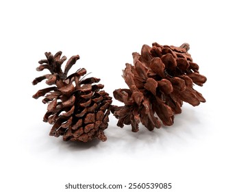 This image showcases dried pine cones flower featuring the intricate textured petals of the pine flower isolated on a clean white background
