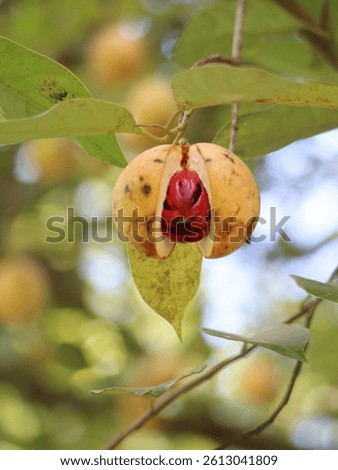 This image showcases a nutmeg fruit (Myristica fragrans) that has been split open, revealing a glossy black seed wrapped in a bright red aril (mace). The fruit appears fresh.