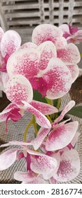 This image showcases a vibrant cluster of Phalaenopsis orchids (commonly known as moth orchids or Anggrek Bulan in Indonesia) in full bloom. The petals feature a striking, dense pattern of fuchsia pink speckles layered over a crisp white base, paired with a deep magenta center lip. The flowers are arranged gracefully on slender, branching orange-brown stems rising out of thick, dark green oval leaves. The entire plant sits in an ornamental gray textured pot, presenting a beautiful and elegant indoor floral display.