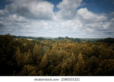 This image showcases a vibrant, high-angle view of a dense forest under a dynamic sky.