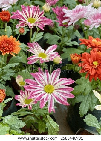 This image showcases a vibrant mix of Chrysanthemum flowers, also known as mums, in various colors and patterns. The flowers are in full bloom, displaying a variety of petal shapes and arrangements.