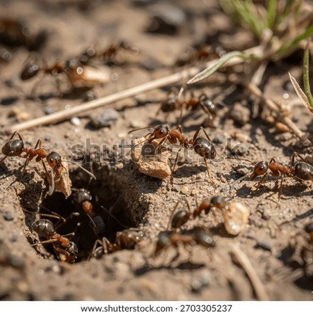 This image shows the activity of ants looking for food and storing it in their hiding holes.
