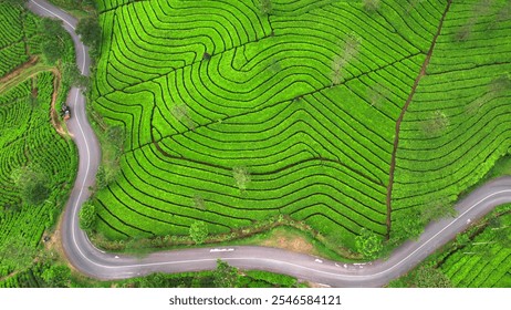 This image shows an aerial view of lush green terraced fields with distinct curved patterns, intersected by a winding road. The terraced fields are meticulously arranged, creating an intricate. - Powered by Shutterstock