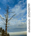 This image shows a barren tree standing against a partly cloudy blue sky.