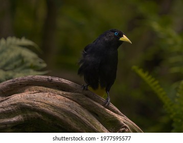 This image shows a beautiful jet black bird with blue eyes and a yellow beak perched alertly on a branch.