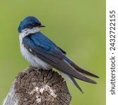 This image shows a beautiful male tree swallow perched on a wooden fence post, with a green hayfield in the background.  Note the subtle detail the blue plumage of this small, but feisty bird.