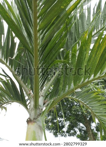This image shows a bottom-up view of a lush palm tree, likely a Manila Palm (Adonidia merrillii) or a similar species.