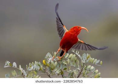 This image shows a brilliantly colored 'i'iwi, or scarlet honeycreeper, seeking nectar from the yellow flowers of māmane shrubs. This individual has started flying to another shrub. - Shutterstock ID 2282854763