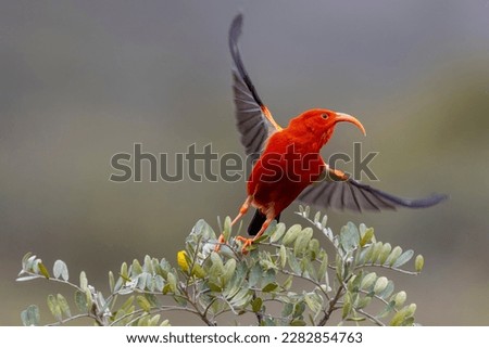 This image shows a brilliantly colored 'i'iwi, or scarlet honeycreeper, seeking nectar from the yellow flowers of māmane shrubs. This individual has started flying to another shrub.