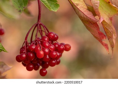 This Image Shows A Bunch (inflorescence) Of Ripe High-bush Cranberries.  The Bush Or Shrub Grows Wild, As Is The Case Here, But Is Also Utilized In The Horticulture Business As Decorative Shrubs.