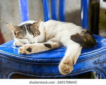 
This image shows a cat sleeping comfortably on a blue plastic chair. The cat has white fur with brown and black markings on its head, legs, and tail. Its sleeping position looks relaxed.