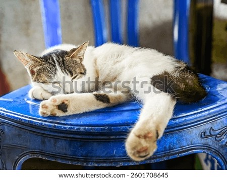
This image shows a cat sleeping comfortably on a blue plastic chair. The cat has white fur with brown and black markings on its head, legs, and tail. Its sleeping position looks relaxed.