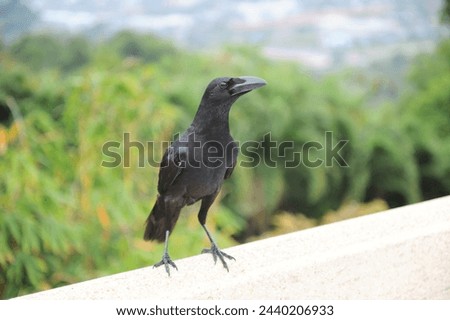 This image shows a close-up of a crow perched on a fence. The crow is black with a long, pointed beak. It is looking directly at the camera with its bright black eyes. The fence is made of wood and is