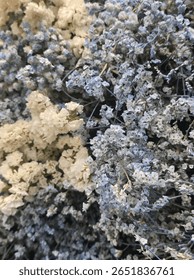 This image shows a close-up of delicate dried flowers in soft shades of white and pale blue. The composition evokes a gentle, calm, and romantic feeling—ideal for interior decoration or as a thoughtfu