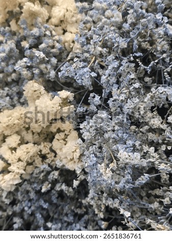 This image shows a close-up of delicate dried flowers in soft shades of white and pale blue. The composition evokes a gentle, calm, and romantic feeling—ideal for interior decoration or as a thoughtfu
